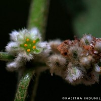 Ouret lanata (L.) Kuntze